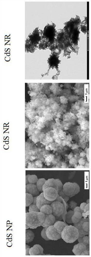 Preparation method of CdS nanobelt for producing H2O2
