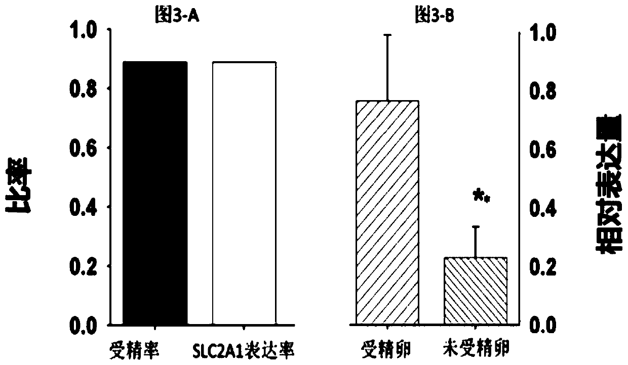 Application of SLC2A1 expression to preparing kit for detecting fertility of oocytes