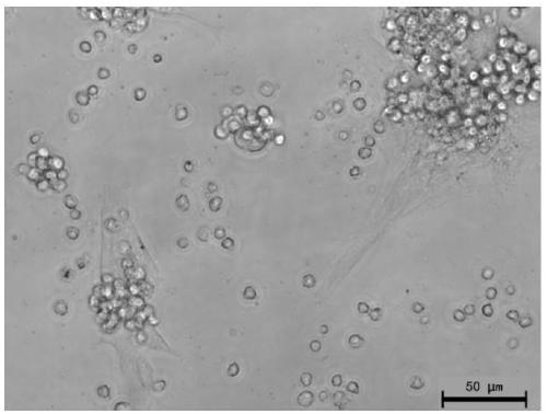Separating and culturing method for feeder-layer-free rat spermatogonial stem cells