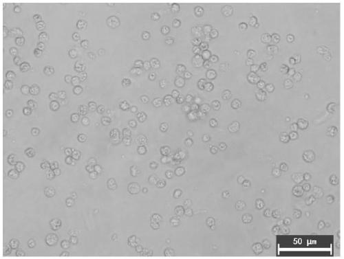 Separating and culturing method for feeder-layer-free rat spermatogonial stem cells