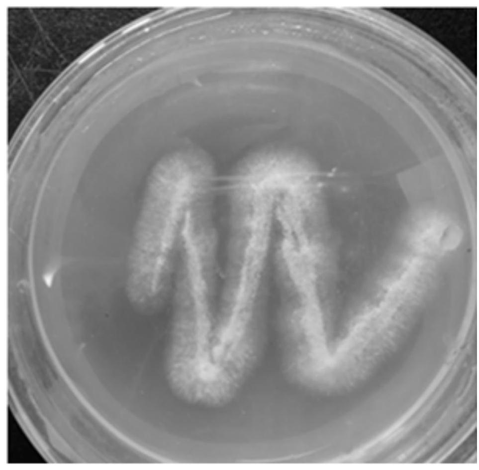 A strain of Aspergillus oryzae and its application