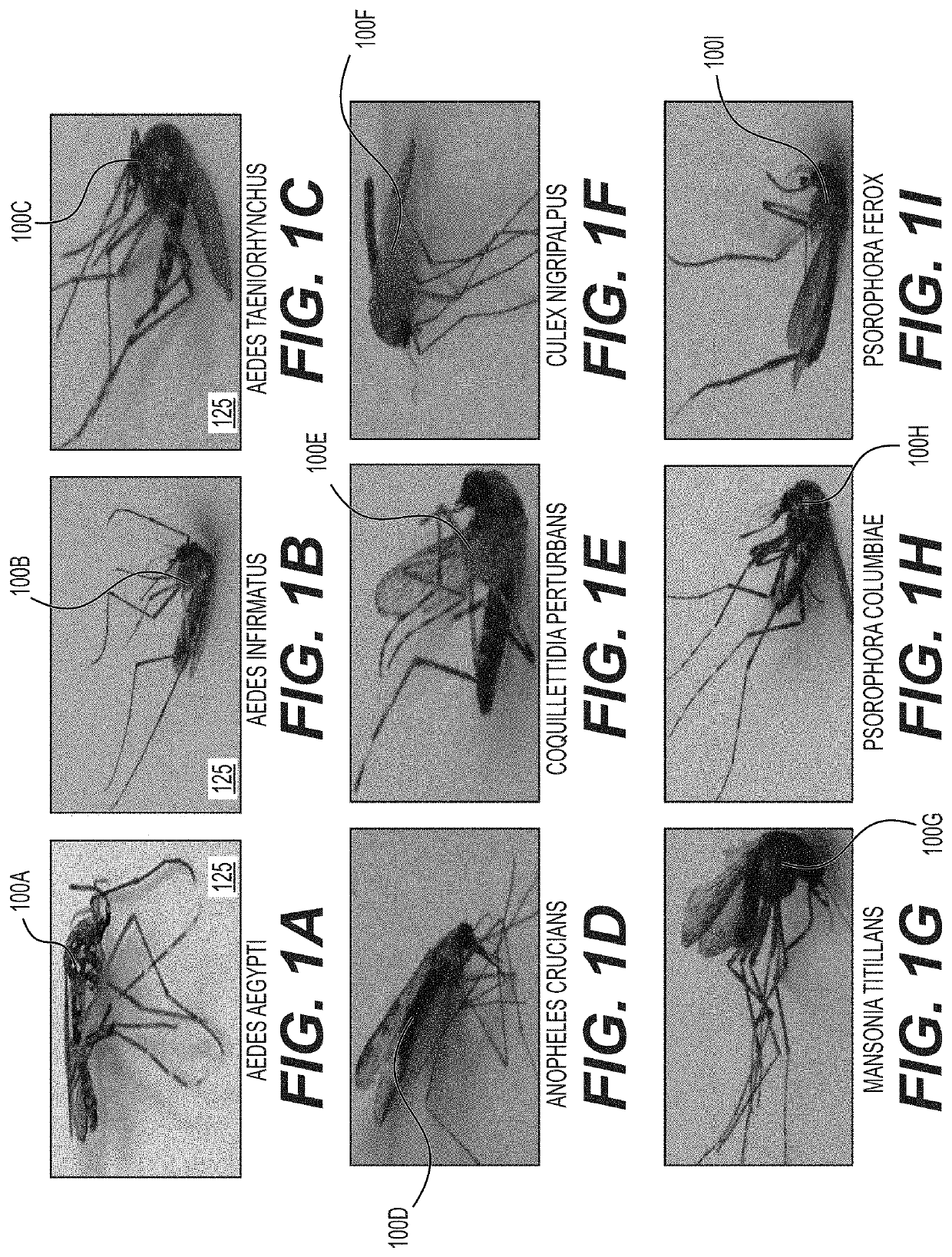 Leveraging smart-phone cameras and image processing techniques to classify mosquito genus and species