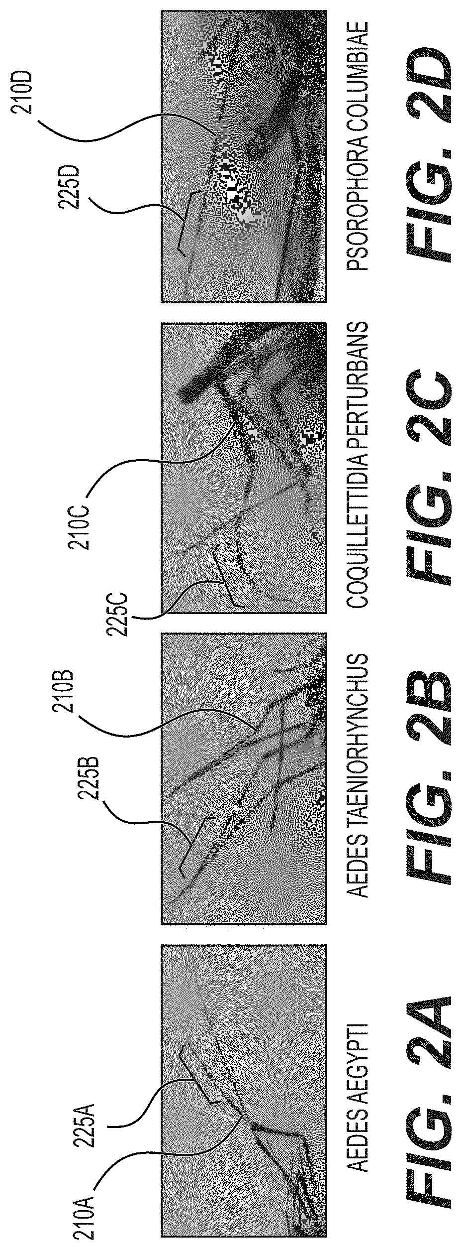 Leveraging smart-phone cameras and image processing techniques to classify mosquito genus and species