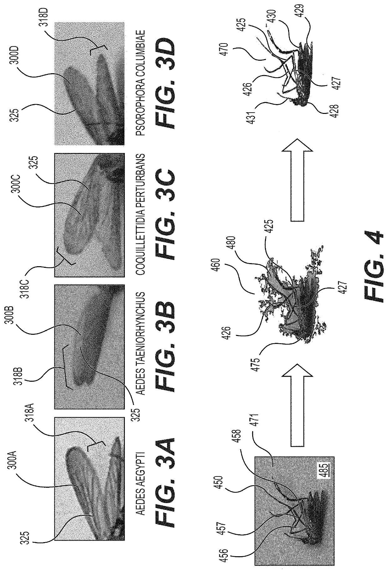 Leveraging smart-phone cameras and image processing techniques to classify mosquito genus and species