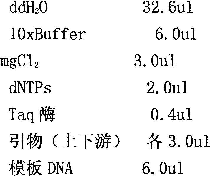 Identification method for L. sativae Blanchard, L. huidobrensis and L. trifolii