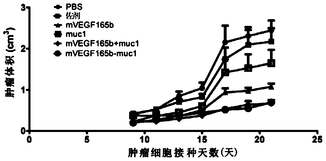 Anti-tumor vaccines, coding genes, expression vectors, expression engineering bacteria and applications targeting vegf and mucin1