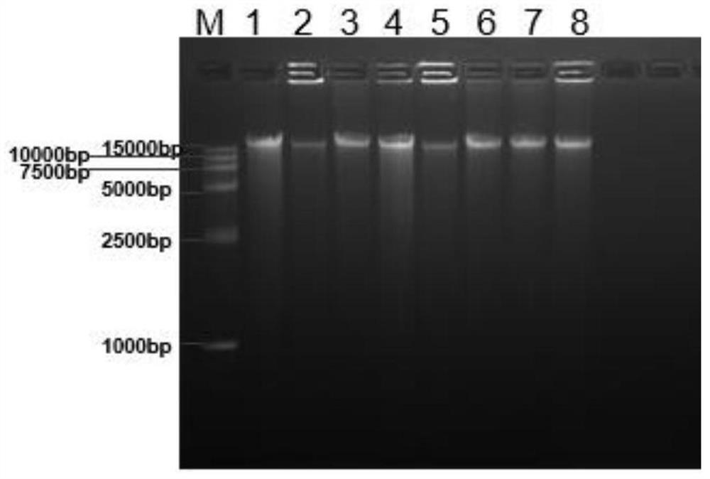 High-flux plant tissue genome DNA extraction method based on paramagnetic particle method