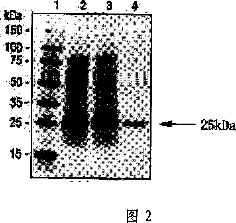 Polypeptide-human transmembrane glycopeptide 25 and polynucleotide for encoding such polypeptide