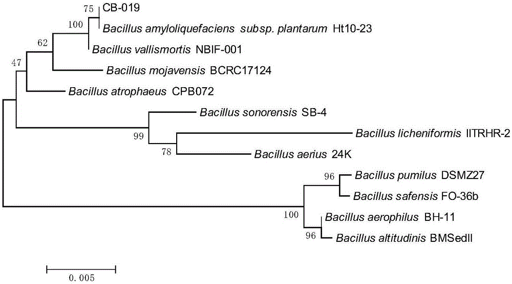 Bacillus amyloliquefaciens for producing surfactin, and application thereof