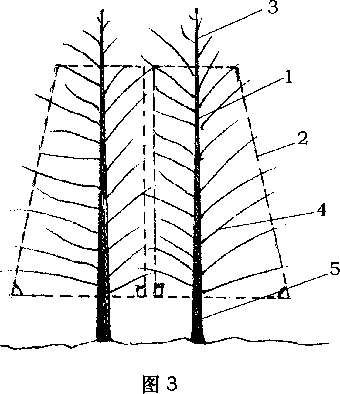 Double-tape close spacing afforested wood pruning method