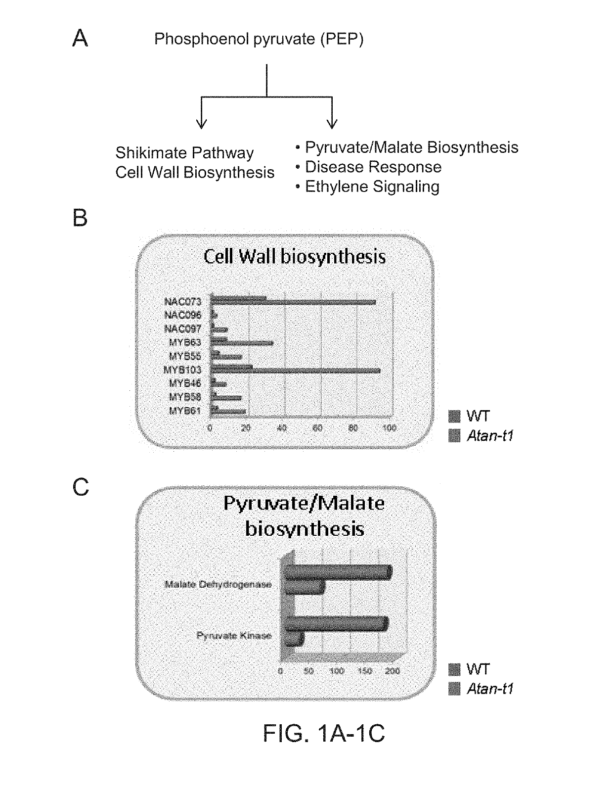 Methods of controlling vegetative growth and flowering times by modulating phosphoenolpyruvate shunt between shikimate and glycolysis pathways