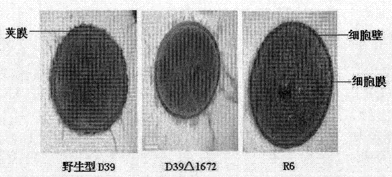 Streptococcus-pneumoniae-toxicity-reducing live vaccine