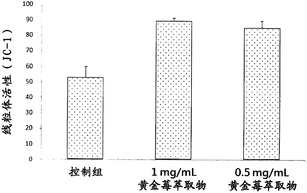 Application of golden berry extract in preparing composition for improving gene expression and mitochondrial activity