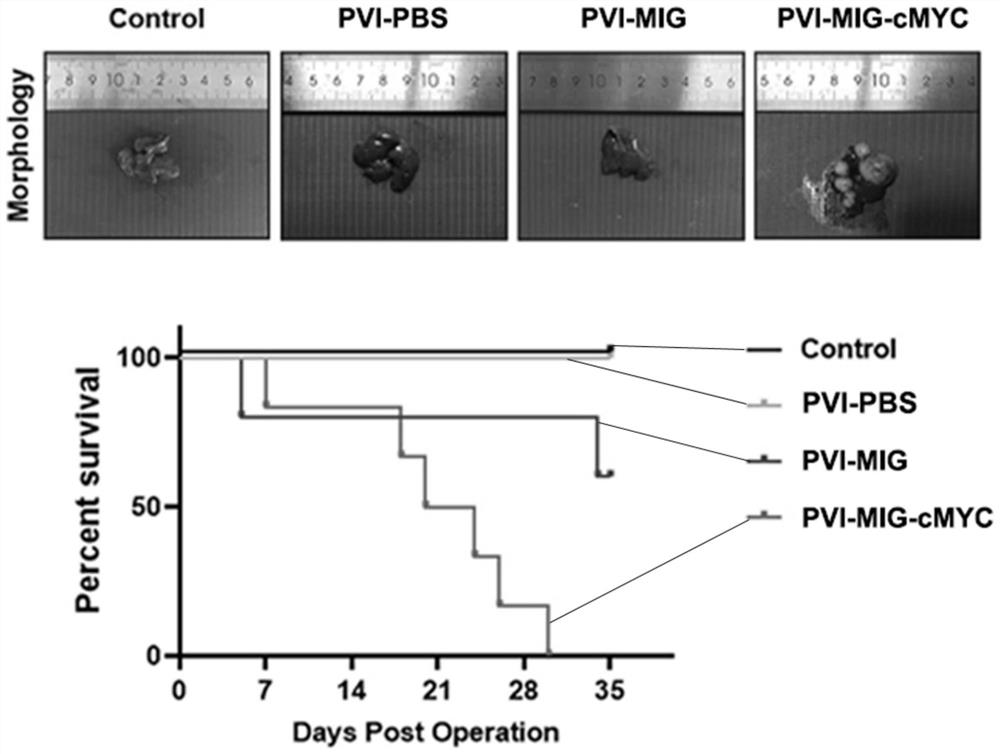 Primary mouse liver cancer model based on liver oval cell malignancy as well as establishment method and application of primary mouse liver cancer model