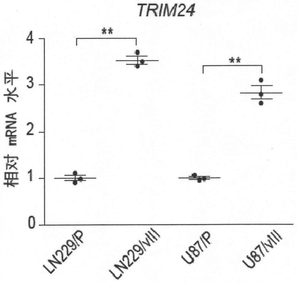 Application of TRIM24 in the diagnosis of glioma