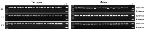 Method for obtaining nilaparvata lugens new strains stably infected with Cardinium by artificial transfection