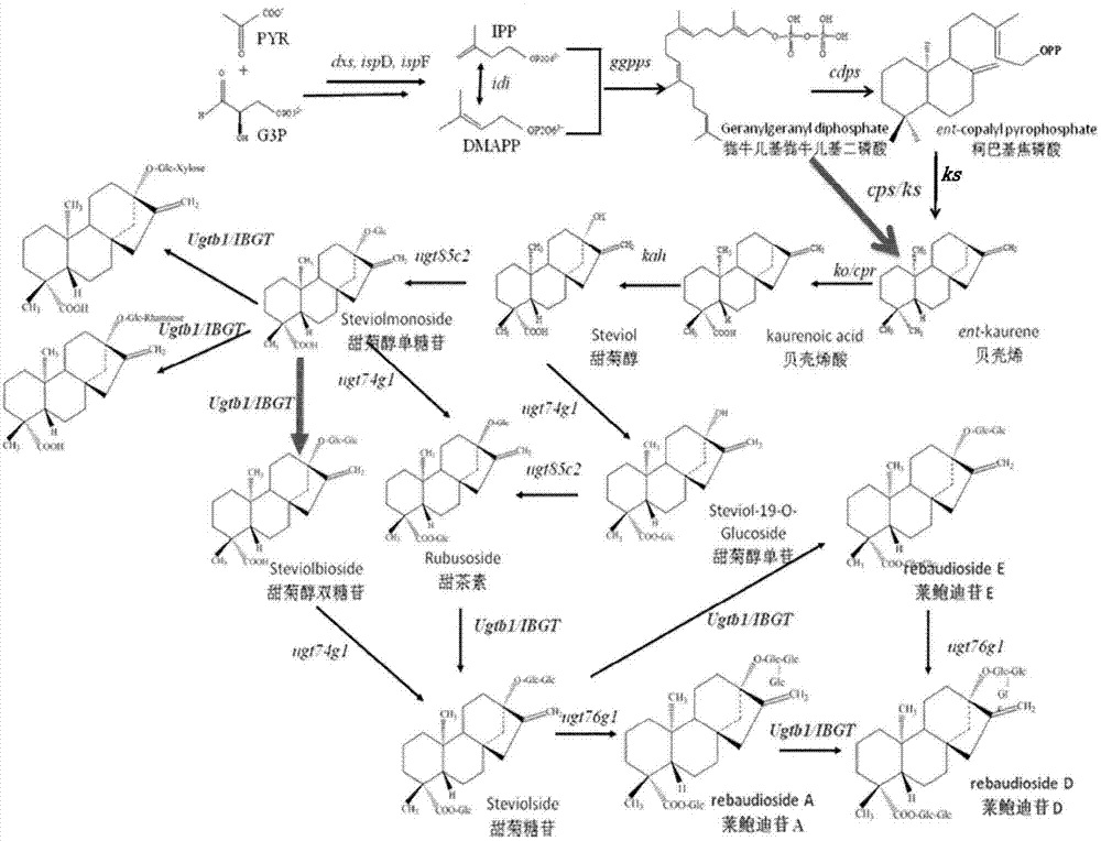 Method for producing stevioside compounds by using microorganisms