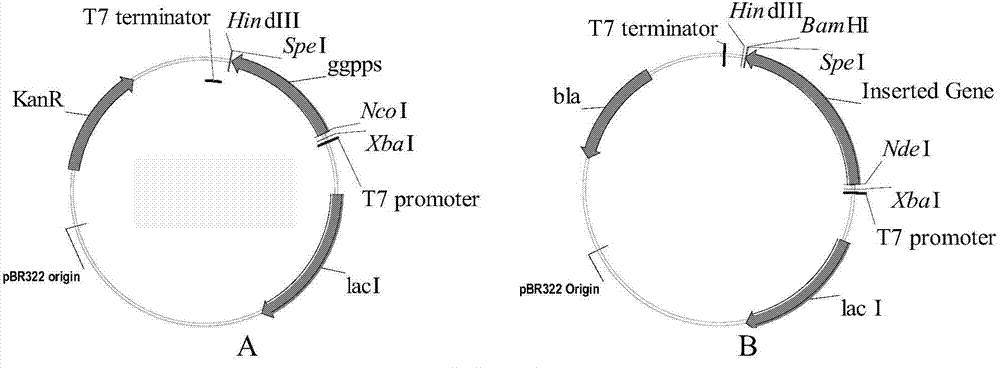 Method for producing stevioside compounds by using microorganisms