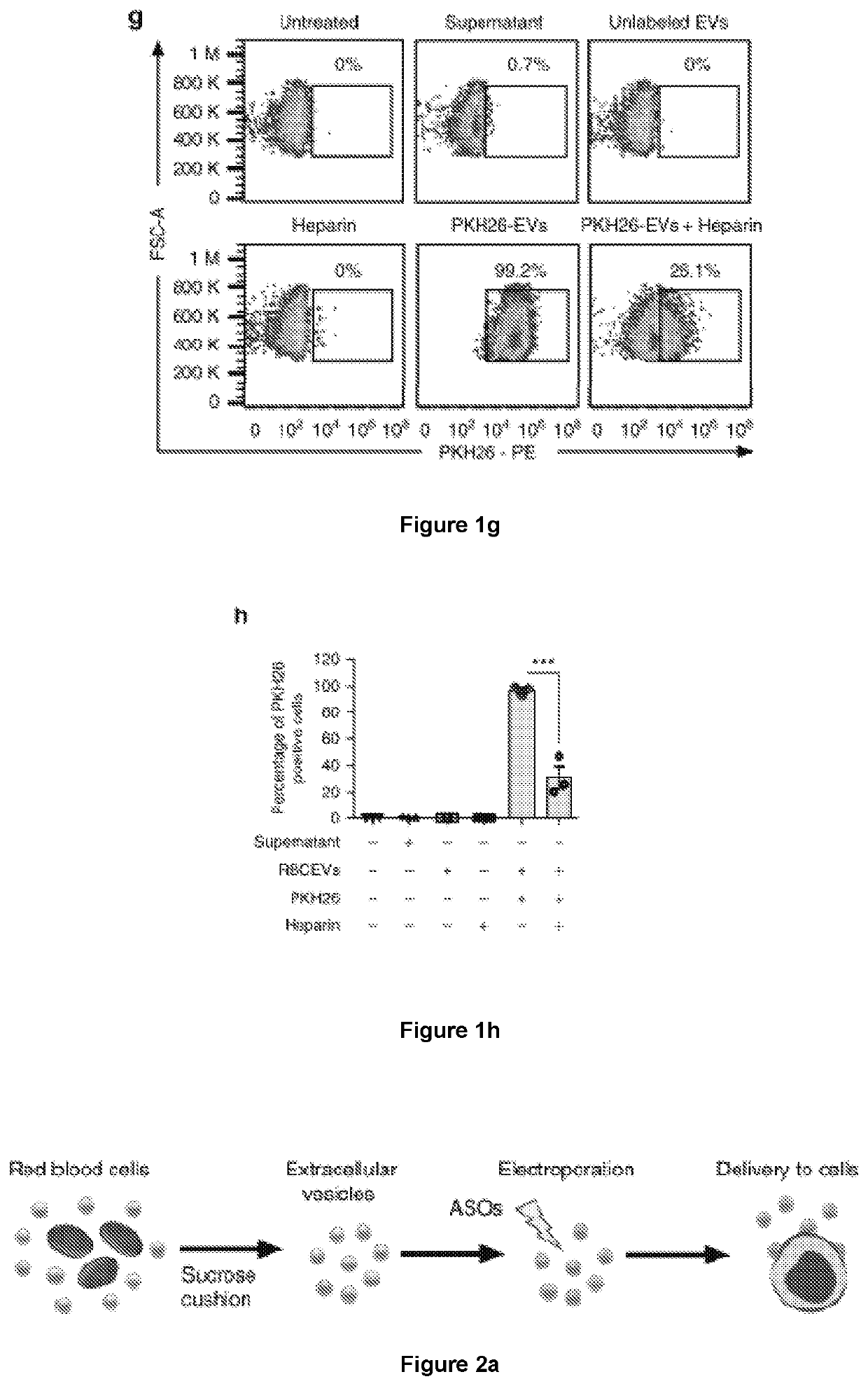 Cargo loaded extracellular vesicles