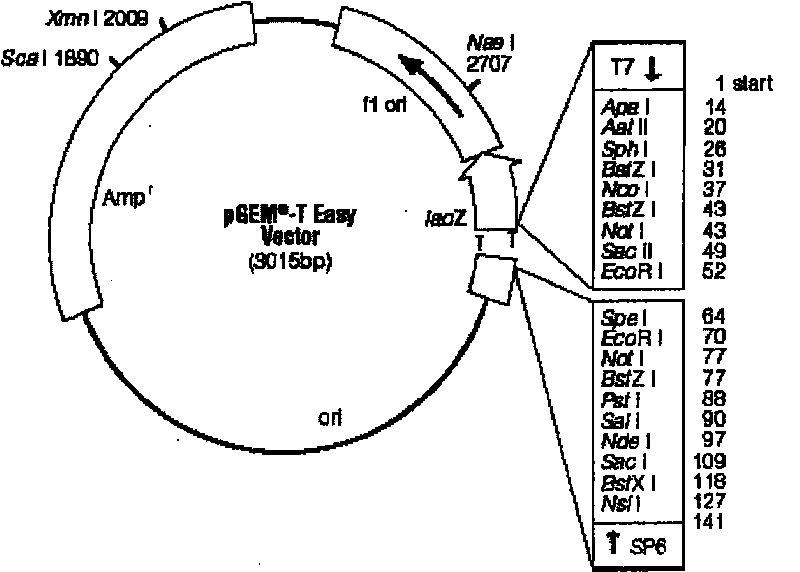 Method for preparing tetanus toxin recombinant antigen and its use