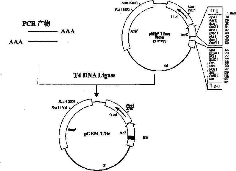 Method for preparing tetanus toxin recombinant antigen and its use