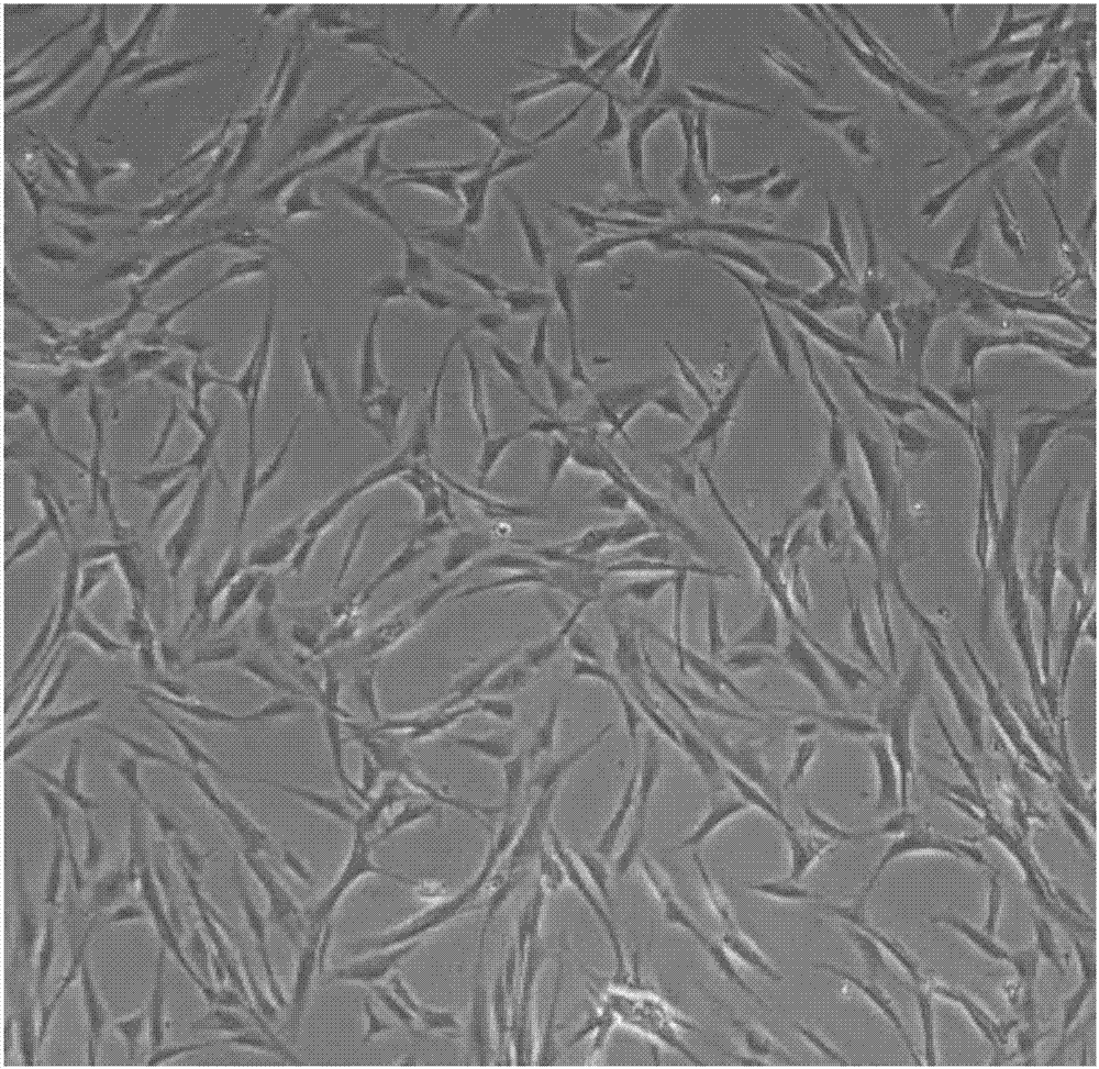 Clinic freeze-preservation protective solution composition for umbilical cord mesenchymal stem cells and application thereof