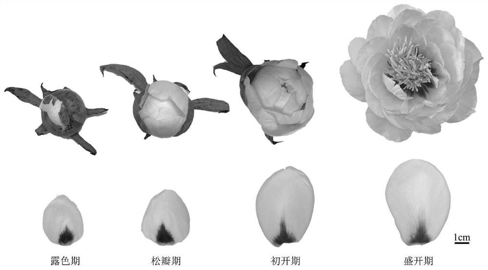 Application of peony PsMYB1 gene in changing color and flower color of plant mottles