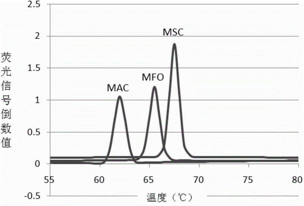 Fluorescent PCR reaction liquid and kit for mycobacterium parting identification