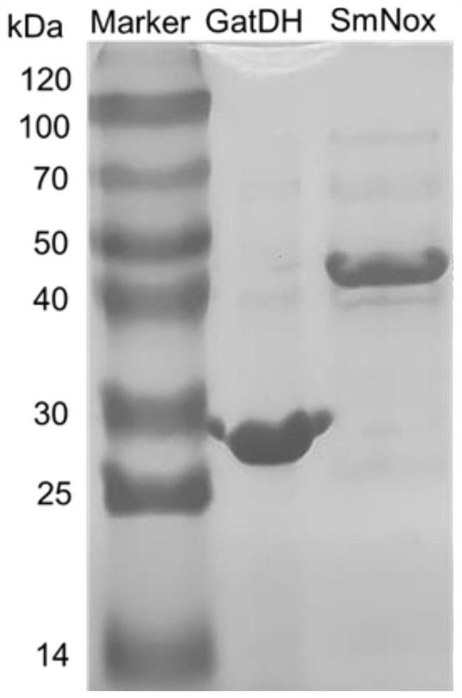 Double-enzyme catalytic system for preparing L-tagatose and application