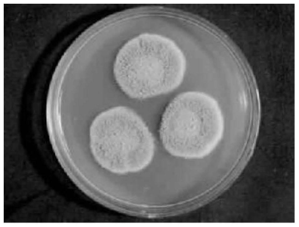 Trichoderma harzianum, culture method, application and composite biological agent