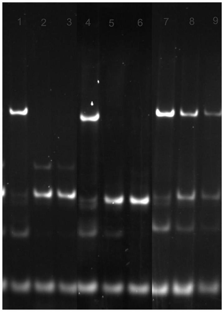Construction method of fluorescent aptamer sensor and application of fluorescent aptamer sensor in novel coronavirus detection