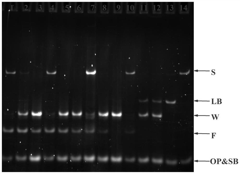 Construction method of fluorescent aptamer sensor and application of fluorescent aptamer sensor in novel coronavirus detection