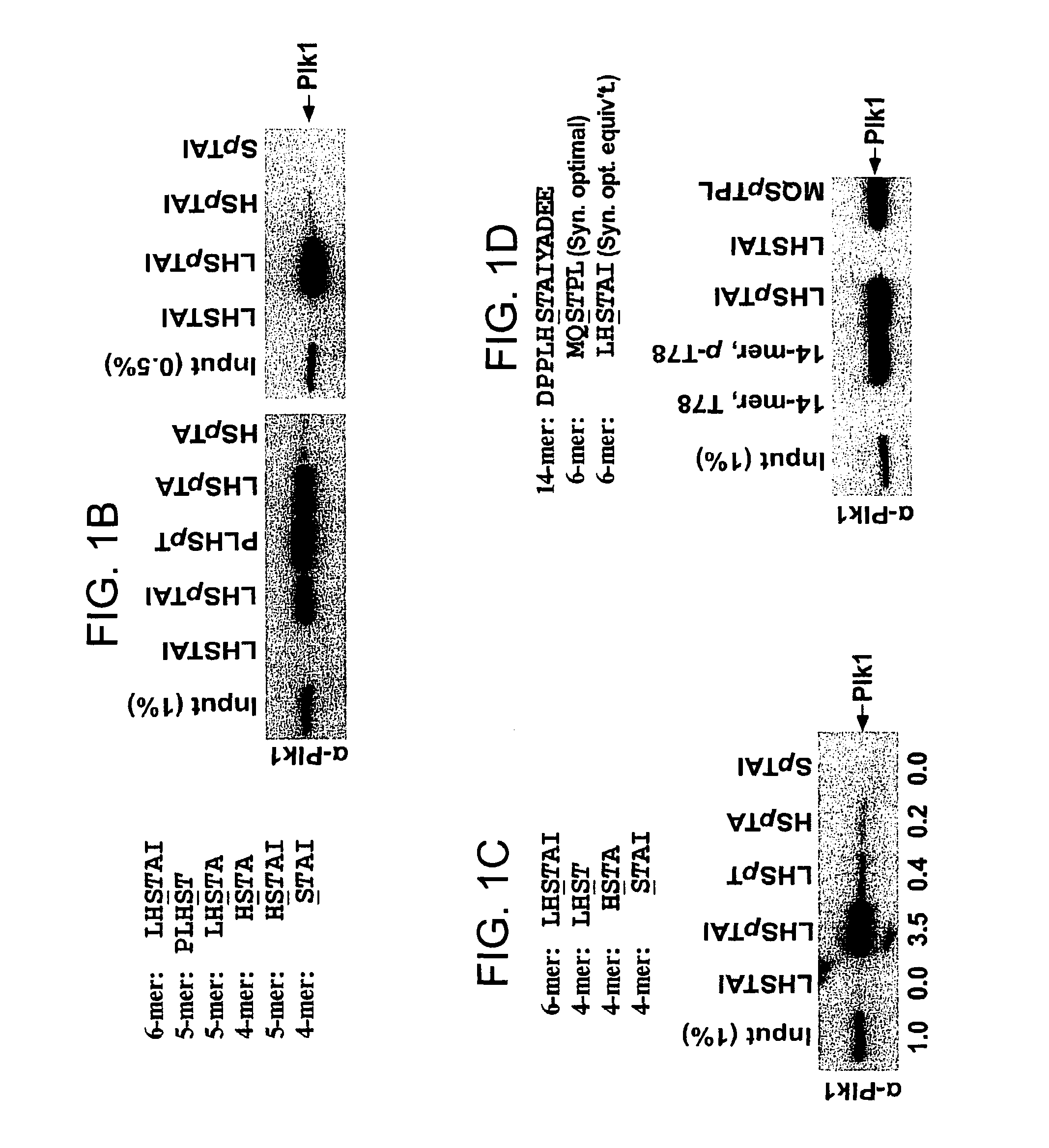 Peptide mimetic ligands of polo-like kinase 1 polo box domain and methods of use