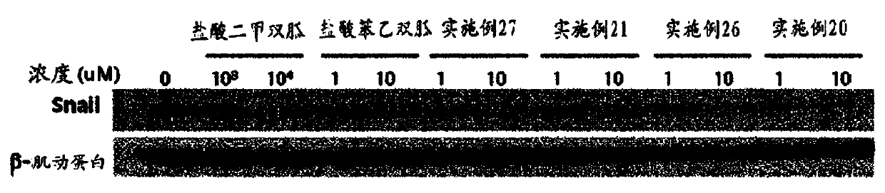 N1-cyclic amine-N5-substituted phenyl biguanide derivatives, methods of preparing the same and pharmaceutical composition comprising the same