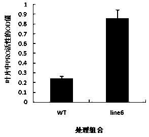 Gene OsPRO related to content of fragrance of fragrant rice and application of encoding protein of gene OsPRO