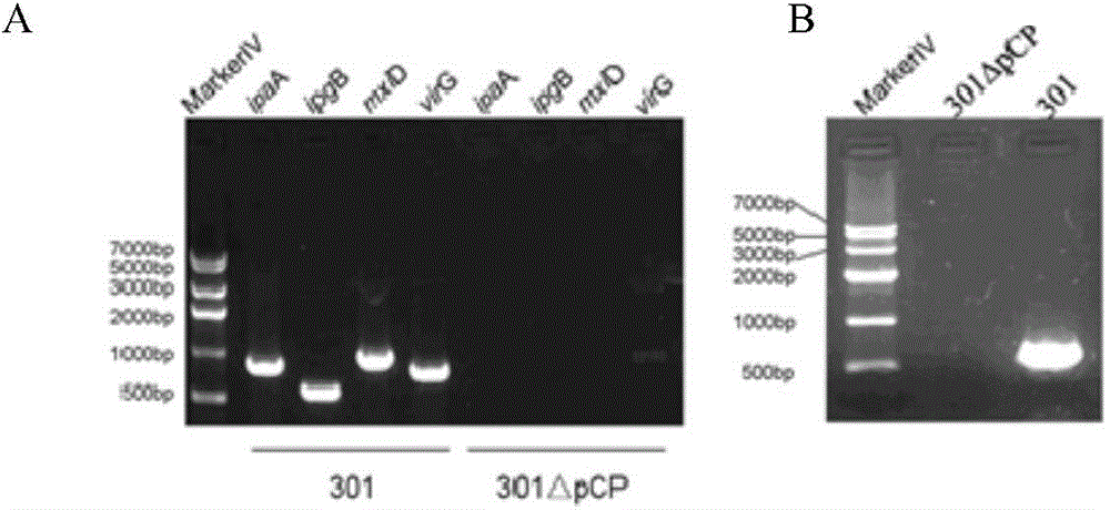 A preparing method of a recombinant fusion protein modified with bacterial polysaccharides and applications thereof