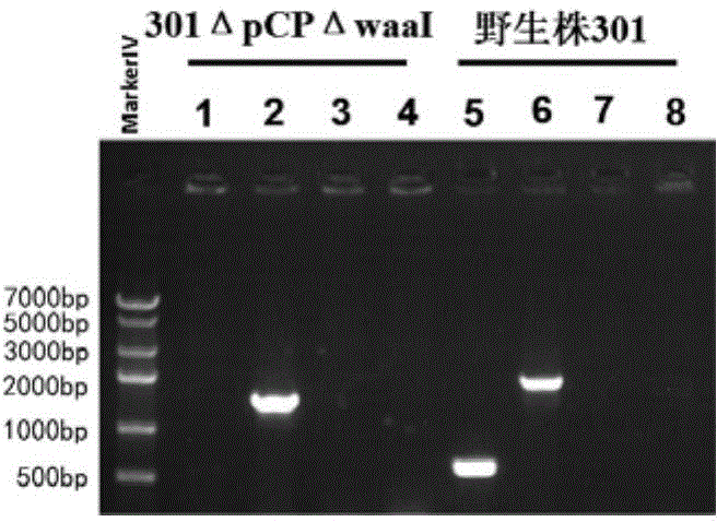 A preparing method of a recombinant fusion protein modified with bacterial polysaccharides and applications thereof