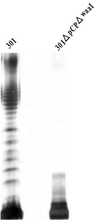 A preparing method of a recombinant fusion protein modified with bacterial polysaccharides and applications thereof