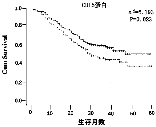 Group of cardia adenocarcinoma prognosis prediction markers and application thereof