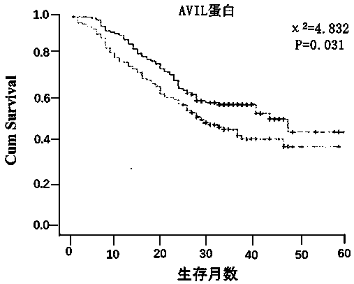 Group of cardia adenocarcinoma prognosis prediction markers and application thereof