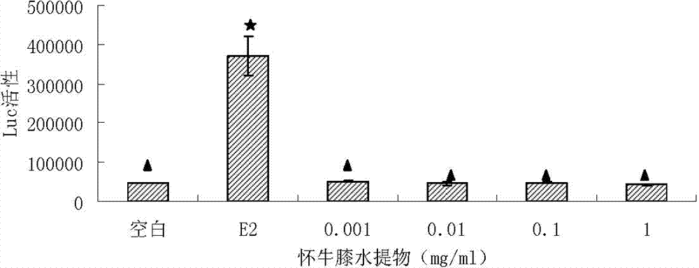 Application of twotooth achyranthes aqueous extract to preparation of estrogen medicines