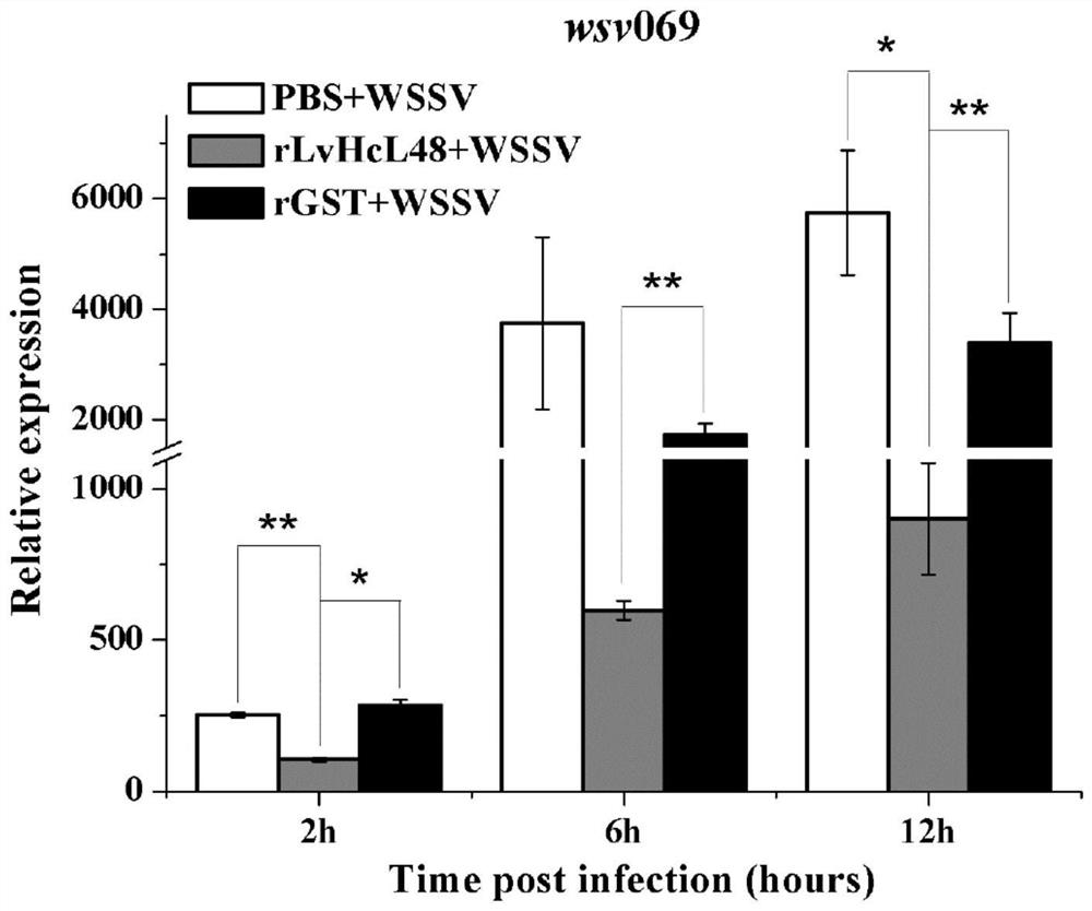 An anti-WSSV peptide lvhcl48 derived from hemocyanin of Litopenaeus vannamei and its application