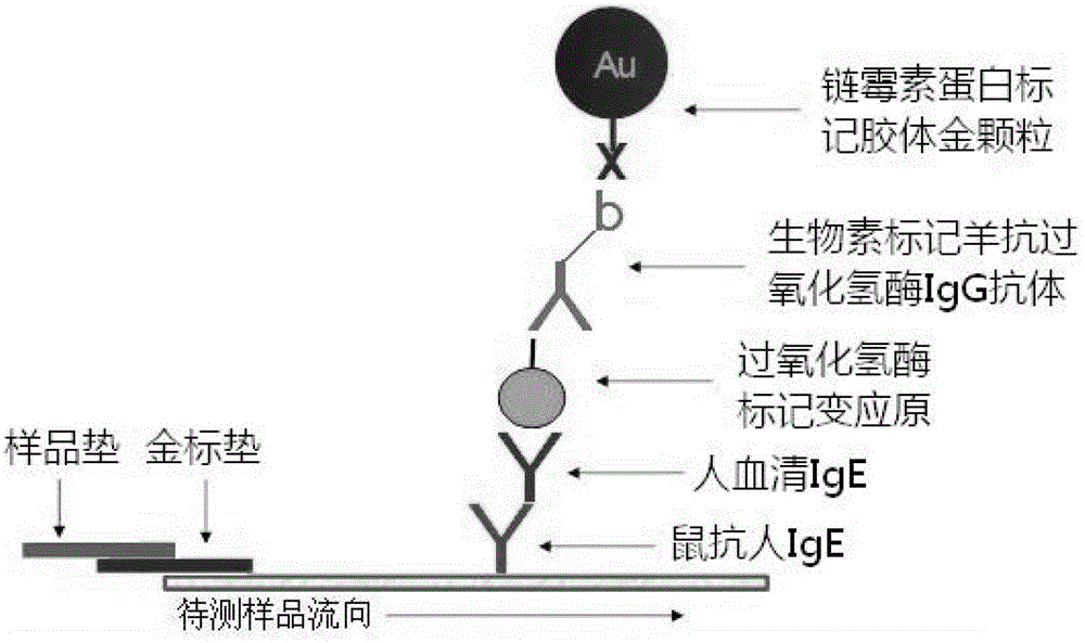 A kind of rapid detection specific antibody IGE kit and preparation method thereof