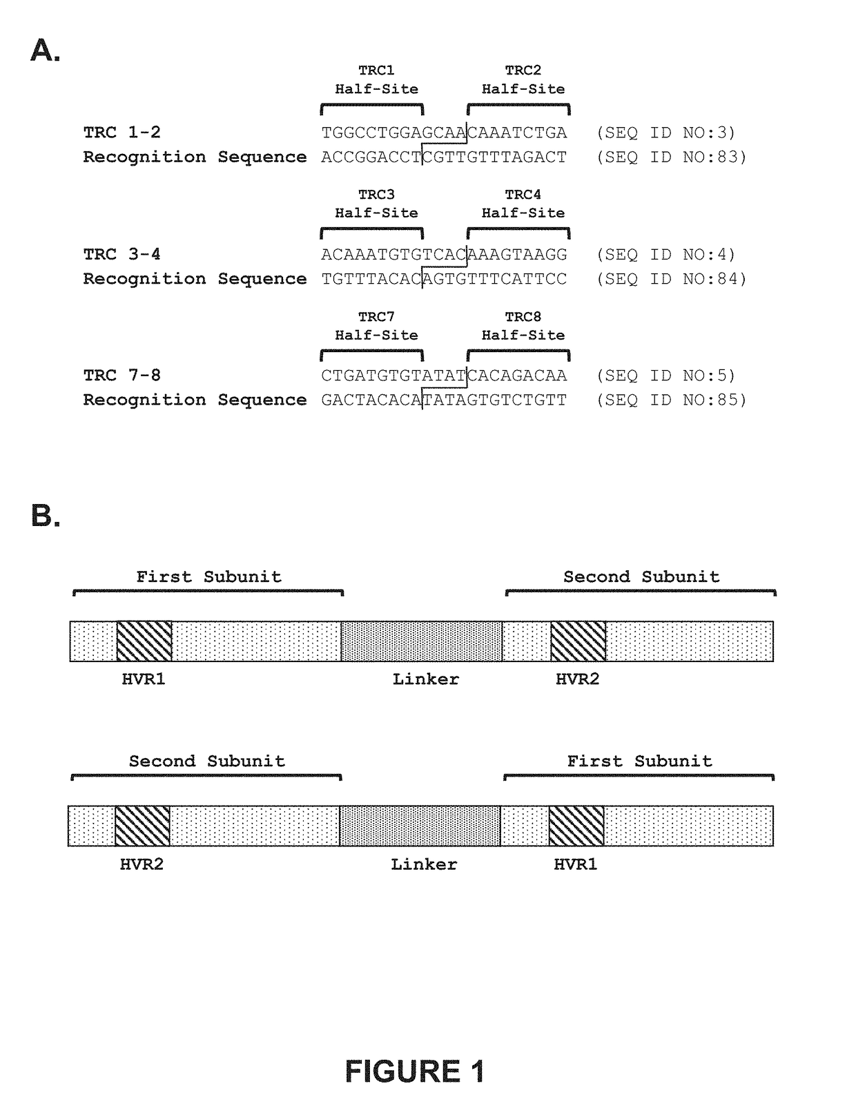 Genetically-modified cells comprising a modified human t cell receptor alpha constant region gene