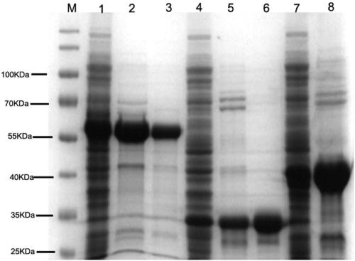 Antibody IgG against Staphylococcus aureus serine-rich repeat protein SraP and application