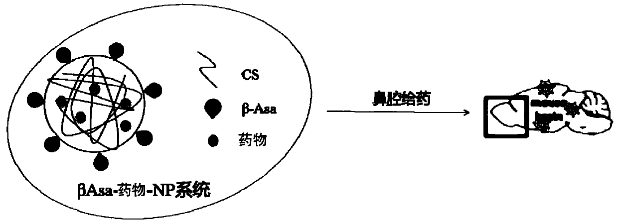 Beta-asarone modified chitosan nanoparticles as well as preparation method and application thereof