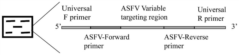 Method for rapidly detecting African swine fever virus by using fluorescence in-situ detection technology