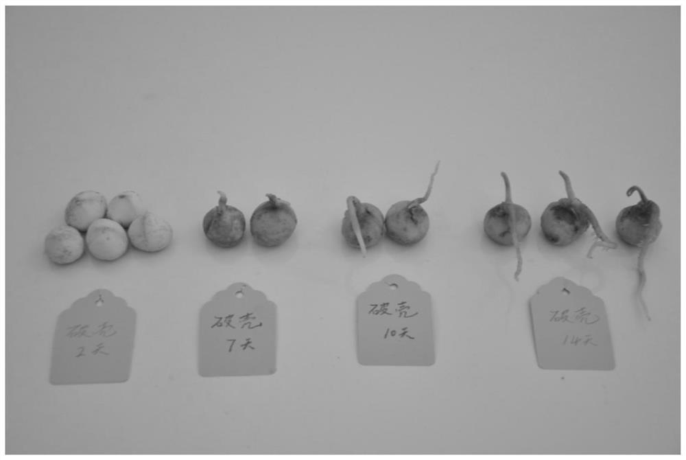 Method for culturing young branch grafted seedlings by using premature macadamia integrifolia