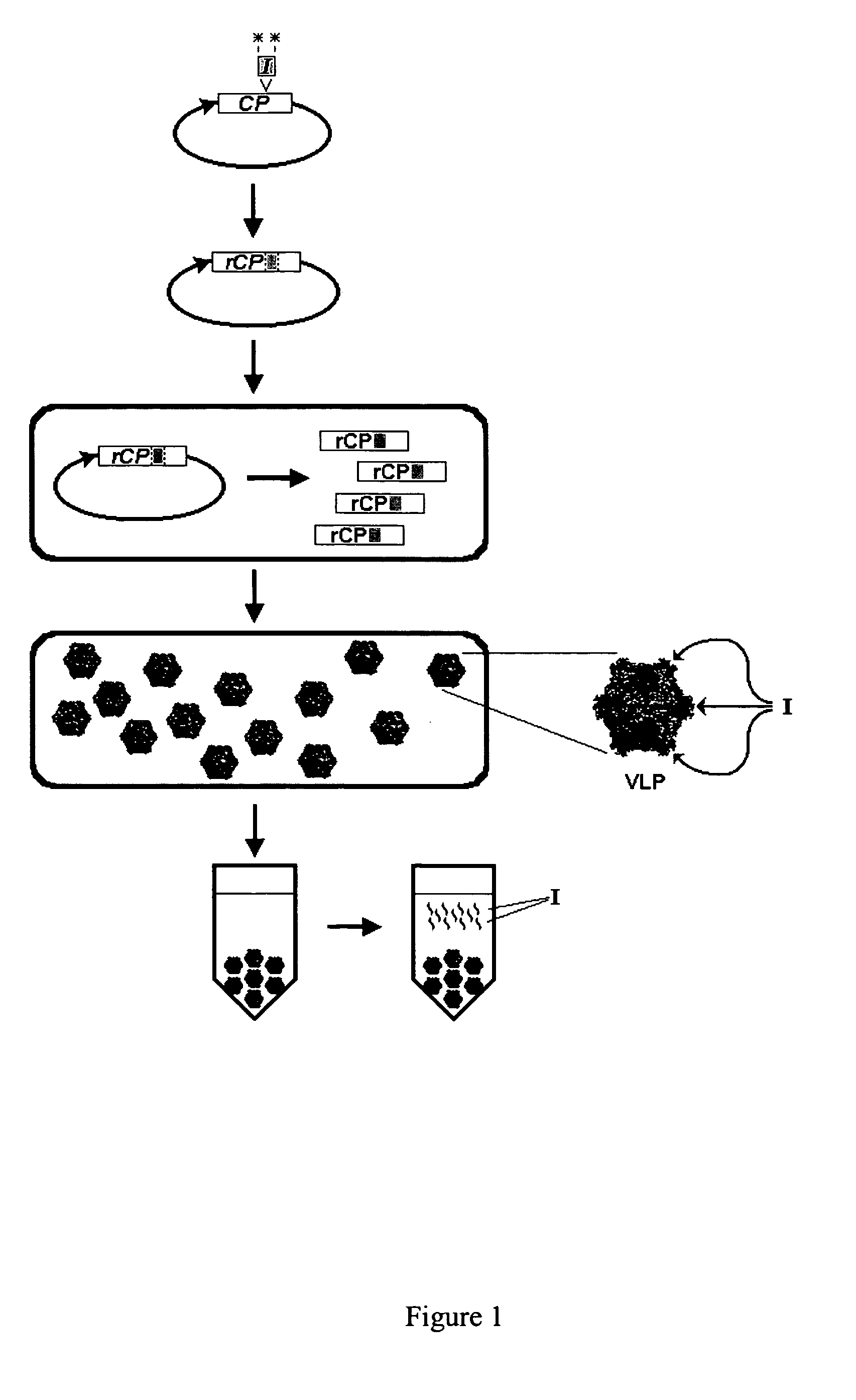 High efficiency peptide production in plant cells