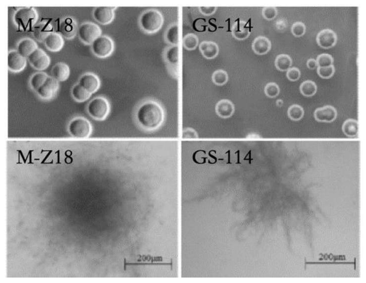 Streptomyces albidoflavus and application thereof in production of epsilon-polylysine